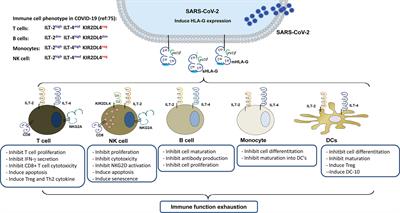 Perspective of HLA-G Induced Immunosuppression in SARS-CoV-2 Infection